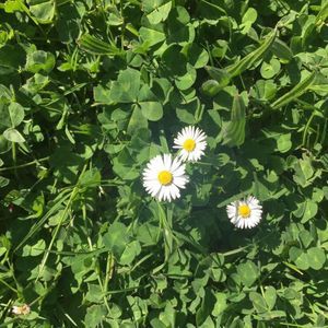 Meet your Posher, Cheung